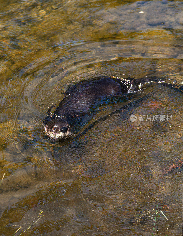 北美河獭(Lontra canadensis)，也被称为北部河獭和河獭，是一种半水生哺乳动物，只生活在北美大陆的水道和海岸上。蒙大拿。